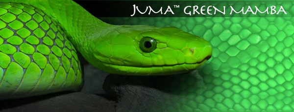 Juma Snake Scales